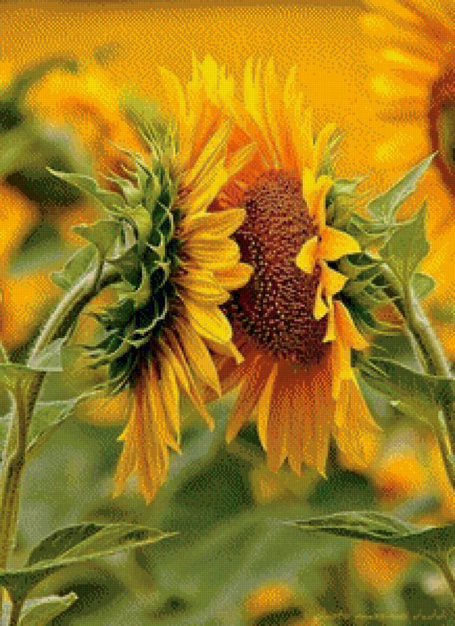 навстречу друг другу - подсолнух, цветы, лето, солнце - предпросмотр