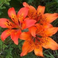 Лилия пенсильванская, даурская