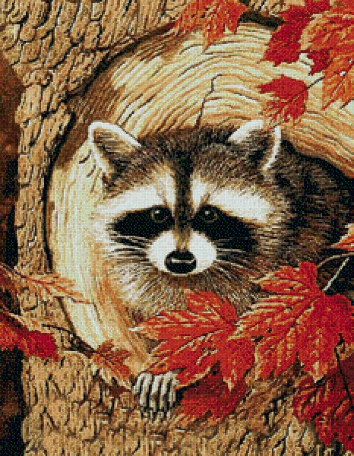 Лапочка - животные, еноты - предпросмотр