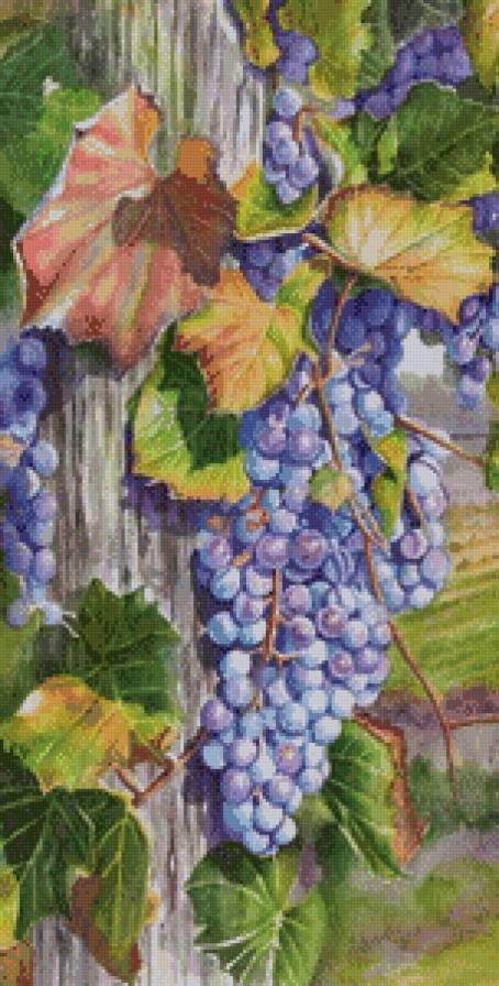 виноград - картина - предпросмотр