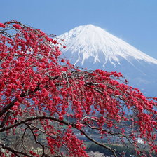 Схема вышивки «сакура»