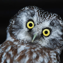 Схема вышивки «Сова»