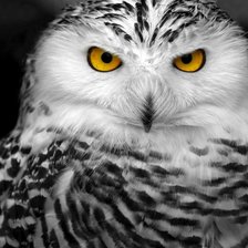 Схема вышивки «Сова»