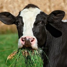 Схема вышивки «коровка»