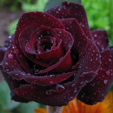 Схема вышивки «роза бордо»