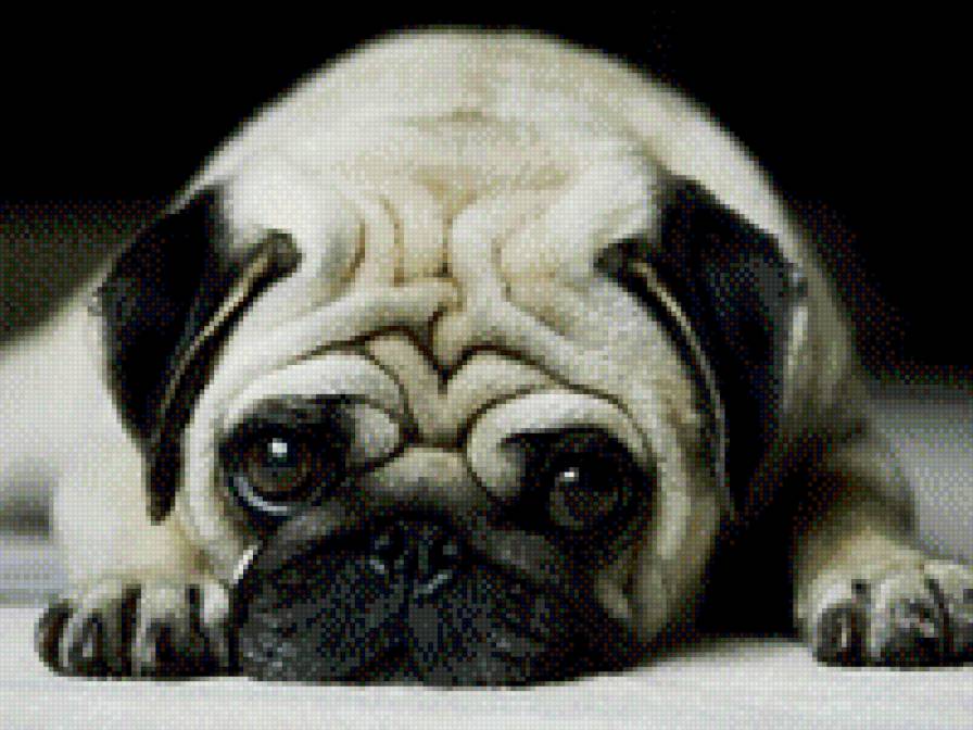 мопсик - животные, собаки, мопс - предпросмотр