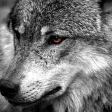 Схема вышивки «Волк»