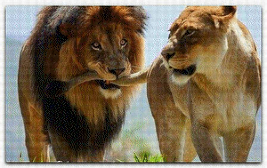 Львы - львы - предпросмотр