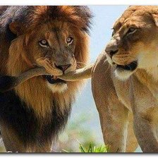 Схема вышивки «Львы»