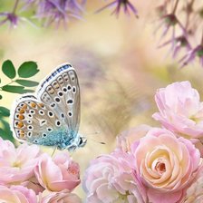 Схема вышивки «Бабочка»