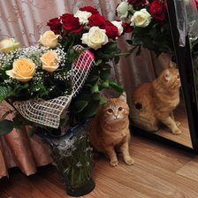 Схема вышивки «Красавчик»