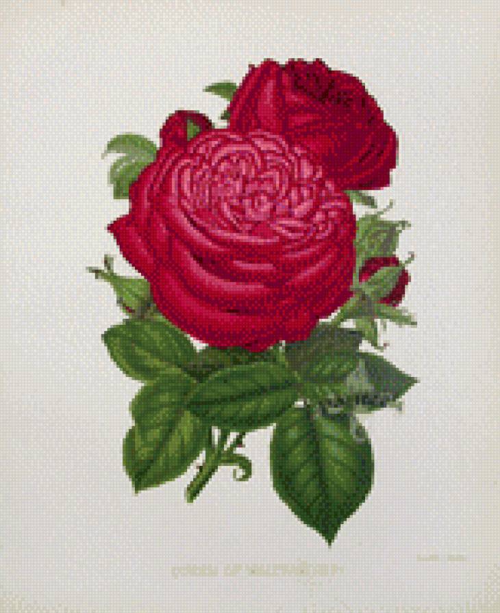 Винтажные розы. - предпросмотр