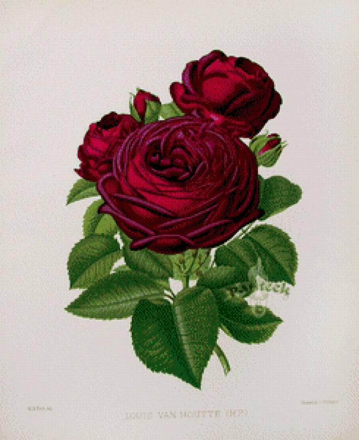 Винтажные розы. - предпросмотр