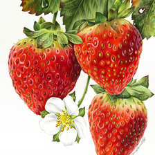 Схема вышивки «ягоды»