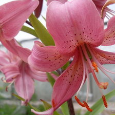 Схема вышивки «Розовая крапинка»