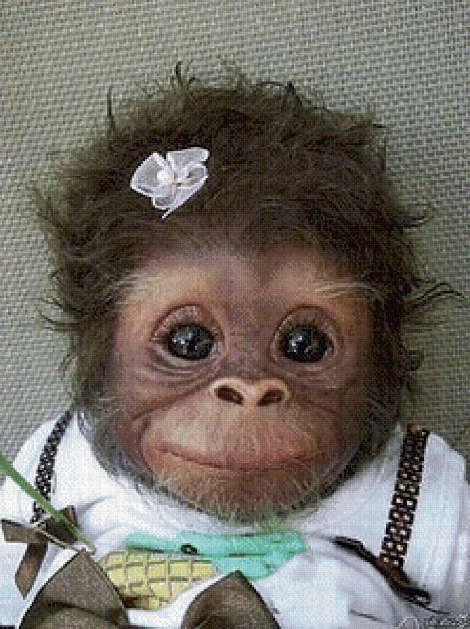 обезьянка - предпросмотр