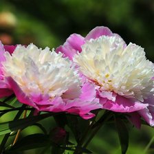 Схема вышивки «Пионы.»