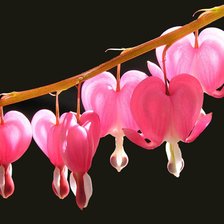 Схема вышивки «Дицентра»