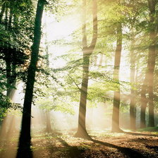 Утренний лес