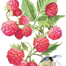 Схема вышивки «Малина»