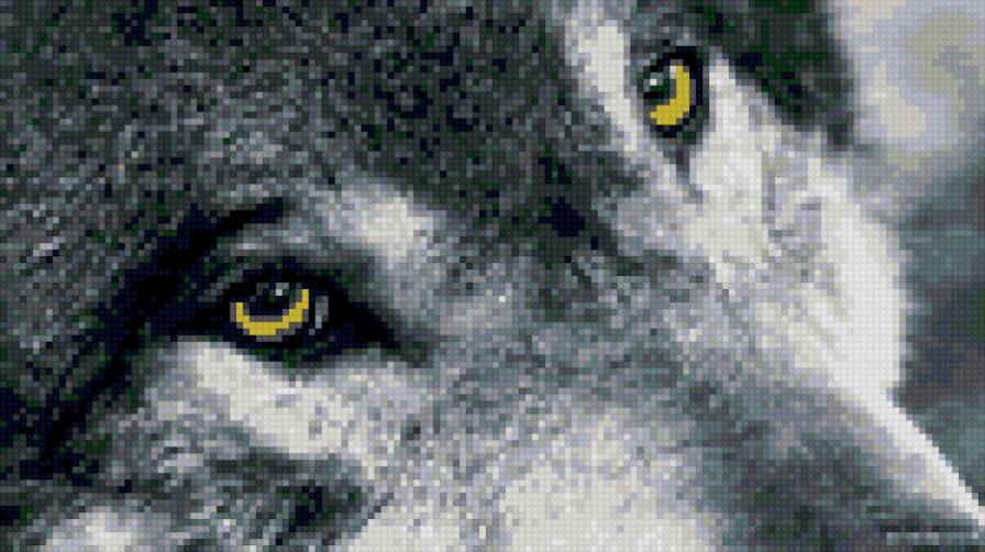 волчьи глаза 2 - волк, зверь, глаза - предпросмотр