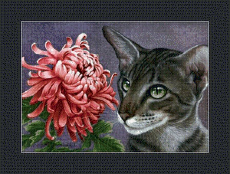 котик - предпросмотр