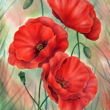 Схема вышивки «красные маки»