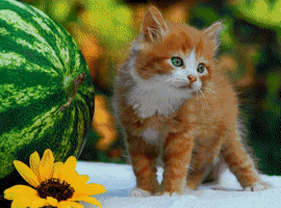 Арбуз и кот - предпросмотр