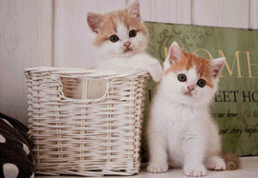 Два кота - предпросмотр