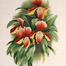 Схема вышивки «Орхидеи»