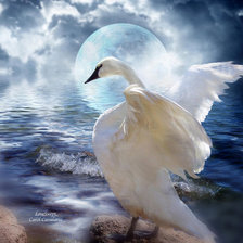 Схема вышивки «K.Cavalaris»