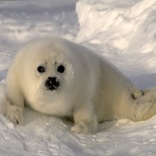 Схема вышивки «пппп»