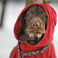 Схема вышивки «пес-кардинал»