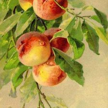 Схема вышивки «персики»