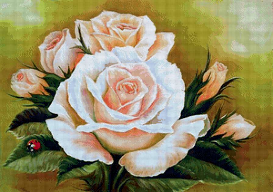 роза - роза, цветы - предпросмотр