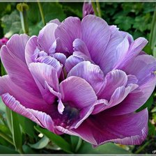 Схема вышивки «тюльпан»