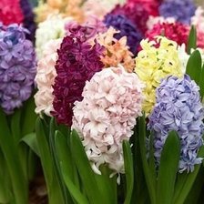 Схема вышивки «№596946»