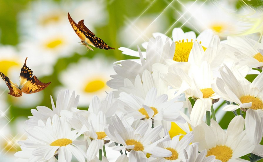 полет в цветах - ромашки, цветы, бабочки - оригинал