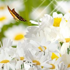 Схема вышивки «полет в цветах»