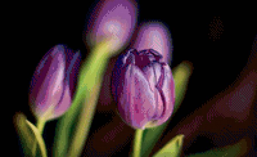 тюльпан - цветы, тюльпаны, букет - предпросмотр