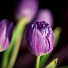 Схема вышивки «тюльпан»