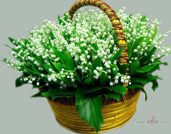 полевые цветы - ландыши, корзина - оригинал