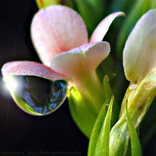 Схема вышивки «капля»