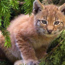 Схема вышивки «котёнок»