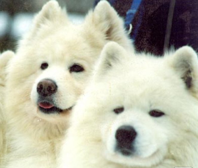 самоедики - животные, самоед, собака, семья, пушистые - оригинал