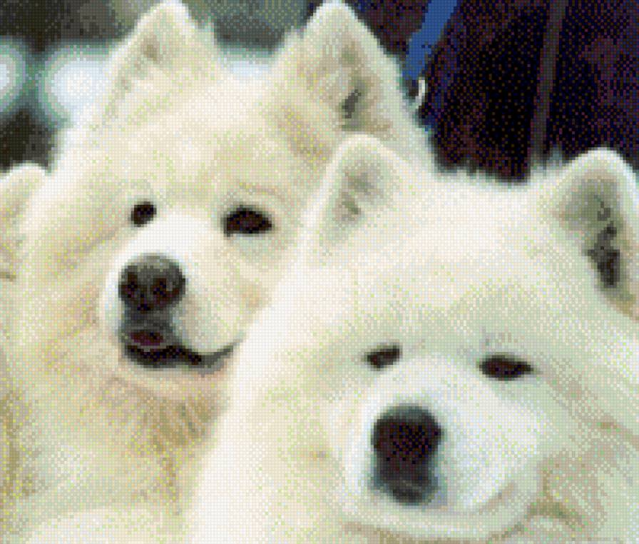 самоедики - самоед, пушистые, животные, собака, семья - предпросмотр