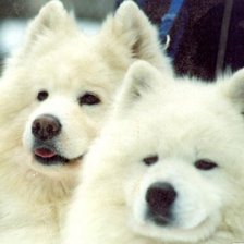 Схема вышивки «самоедики»