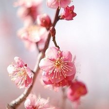 Схема вышивки «Цветение»