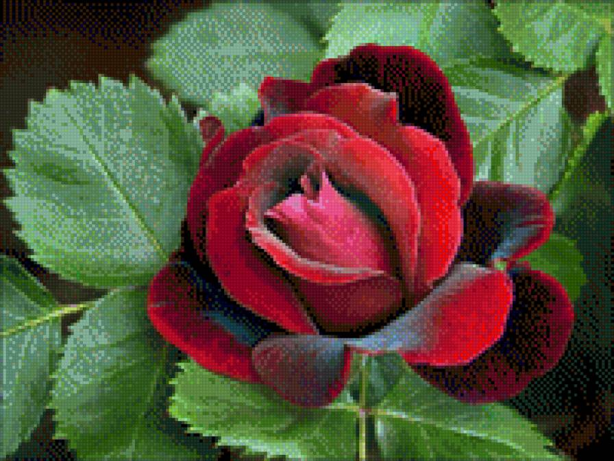 rožė - rožė, roza - предпросмотр