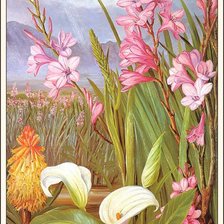 Схема вышивки «цветы»